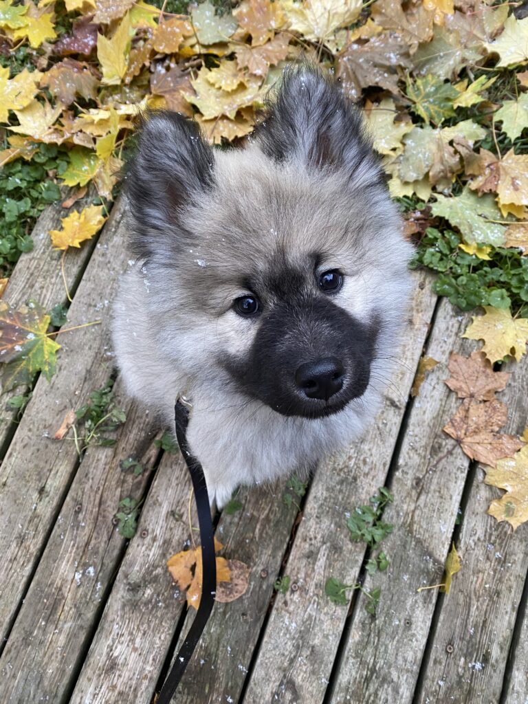 A picture of Barni at three and a half months old.